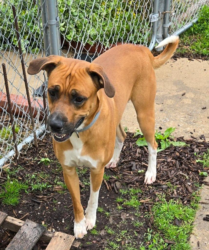 FORREST, Adoptable, Adult Male Mixed Breed.