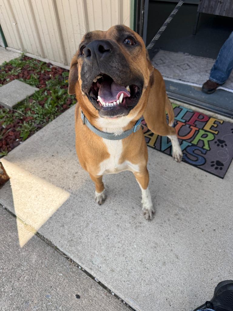 Enlarge FORREST, a Adoptable mixed breed in Moberly, MO image 3/4