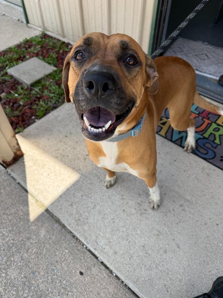 Enlarge FORREST, a Adoptable mixed breed in Moberly, MO image 4/4