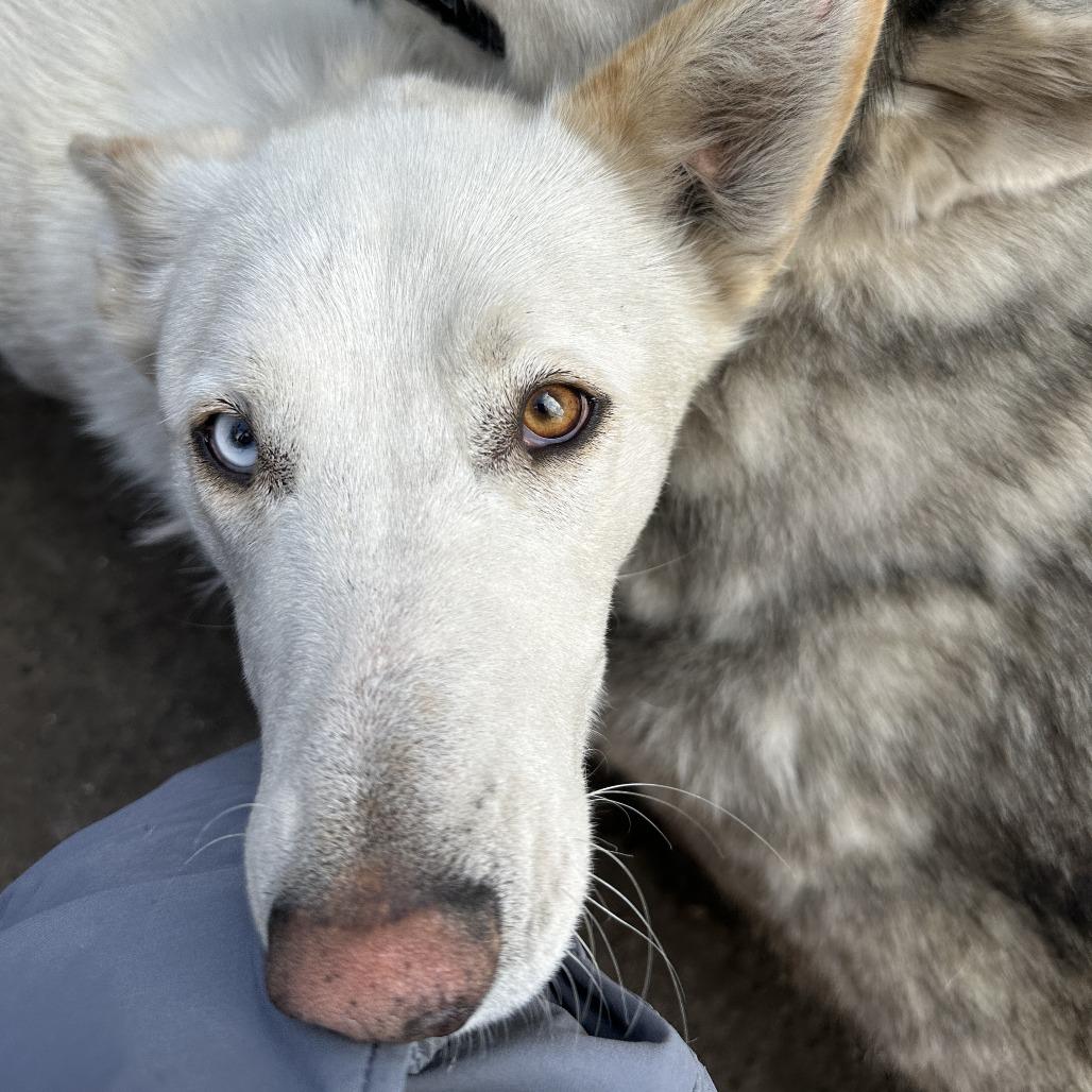 Quinn (bonded with Loki), Adoptable, Adult Female Husky.