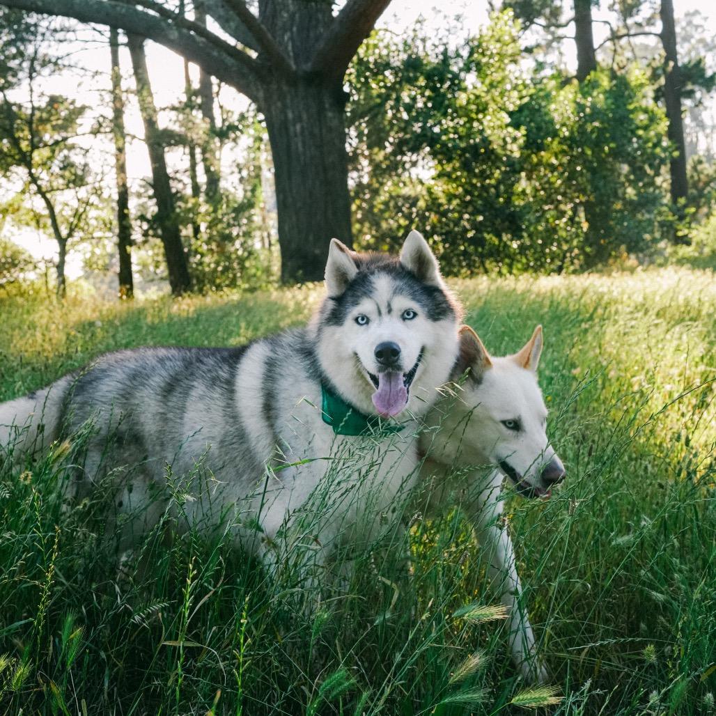 Enlarge Quinn, a Adoptable Husky in San Francisco, CA image 2/6