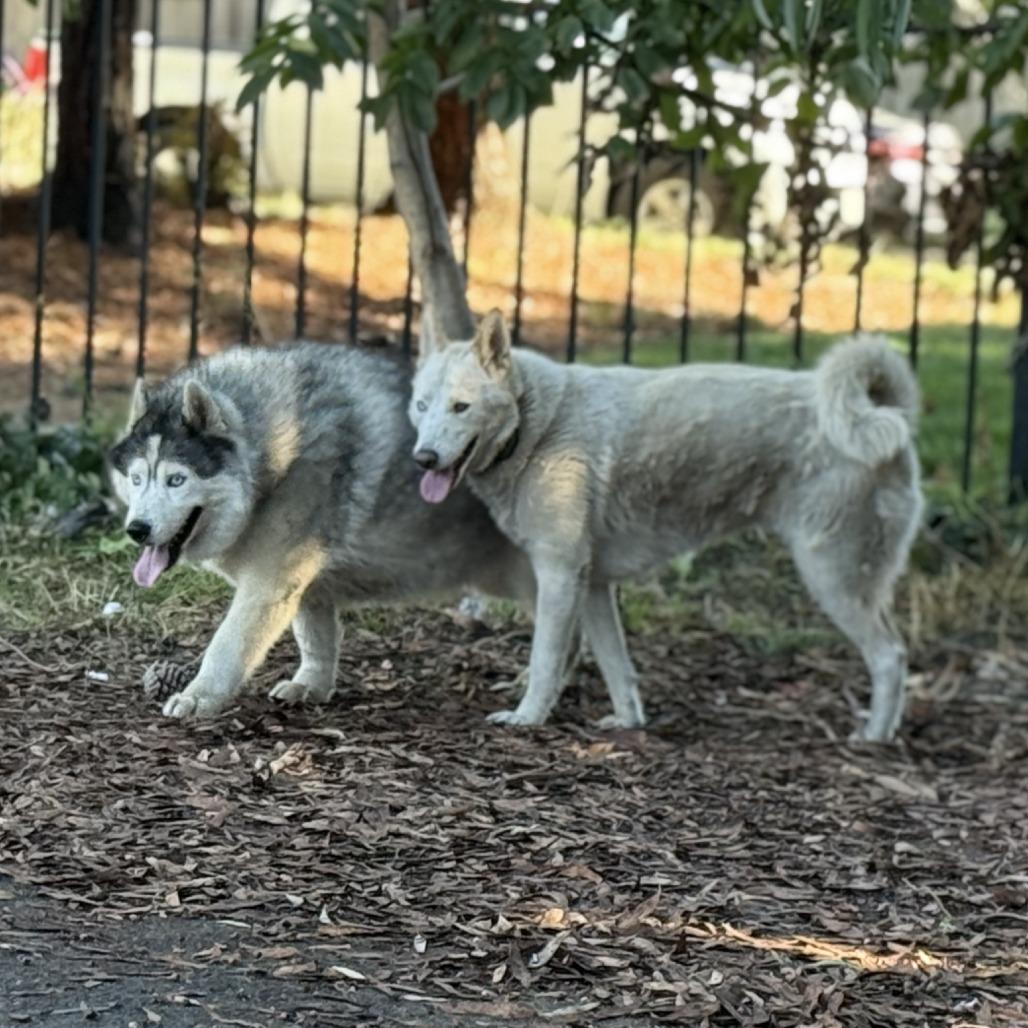 Enlarge Quinn (bonded with Loki), a Adoptable Husky in San Francisco, CA image 2/6