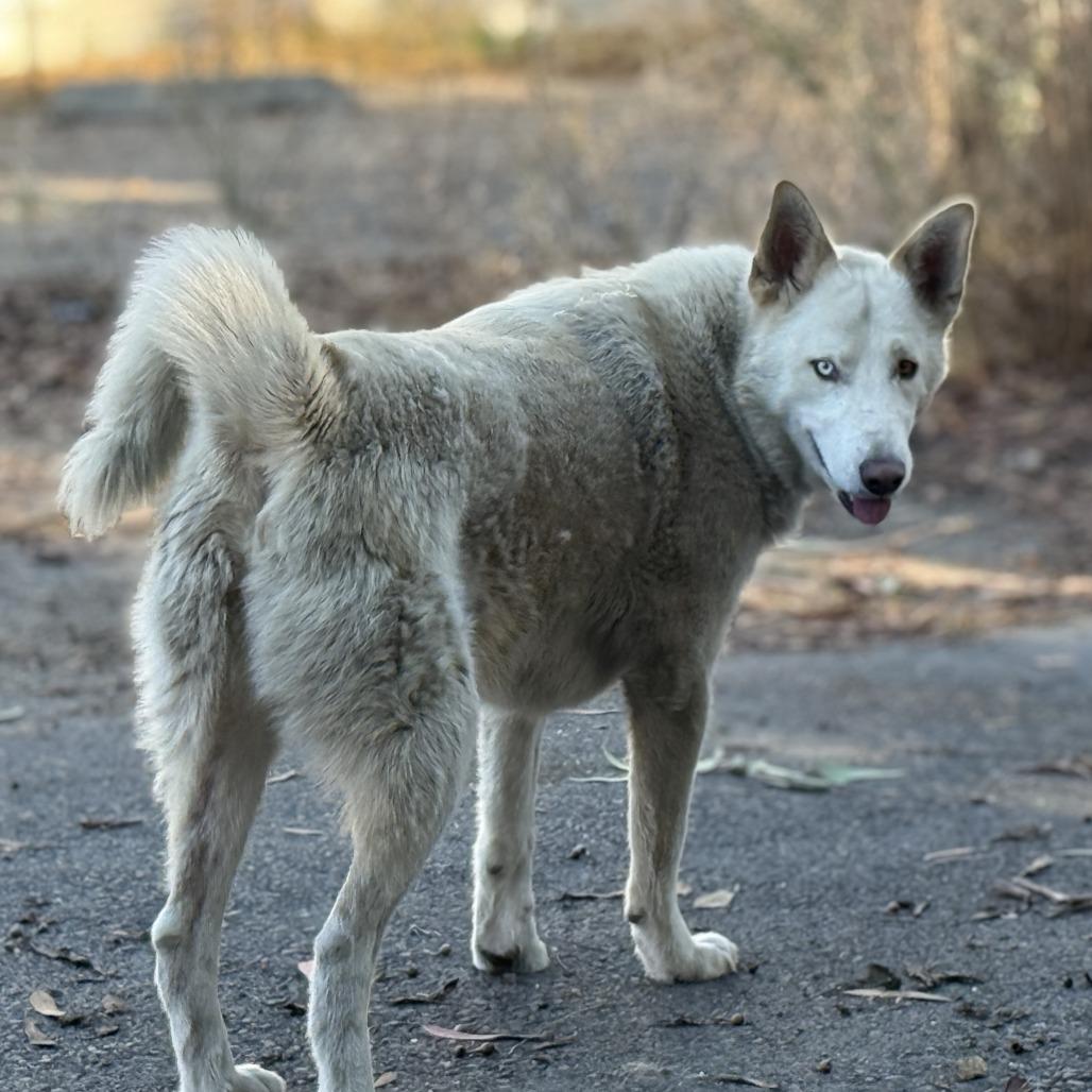 Enlarge Quinn (bonded with Loki), a Adoptable Husky in San Francisco, CA image 3/6