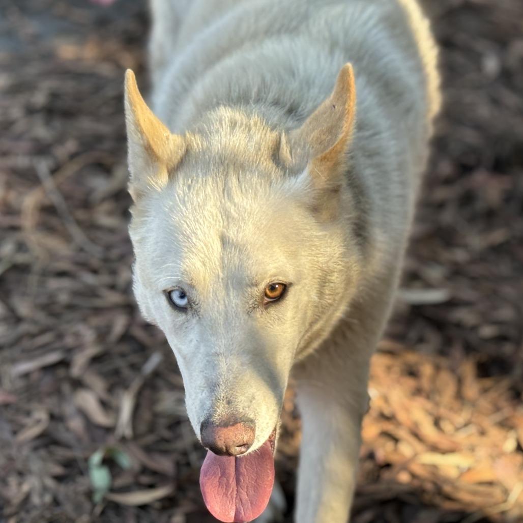 Enlarge Quinn (bonded with Loki), a Adoptable Husky in San Francisco, CA image 4/6