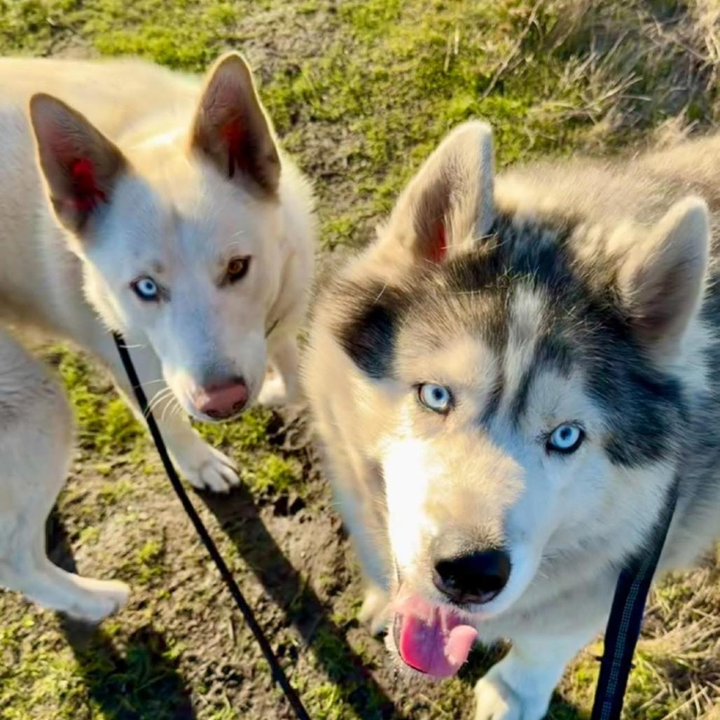Enlarge Quinn (bonded with Loki), a Adoptable Husky in San Francisco, CA image 5/6