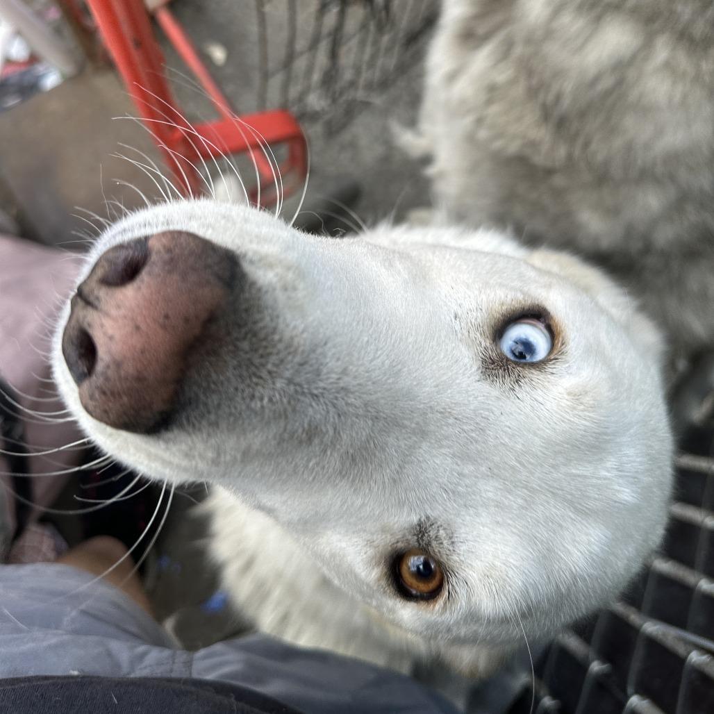 Enlarge Quinn (bonded with Loki), a Adoptable Husky in San Francisco, CA image 6/6