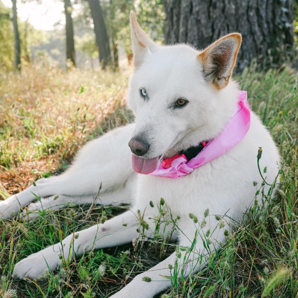Enlarge Quinn, a Adoptable Husky in San Francisco, CA image 5/6