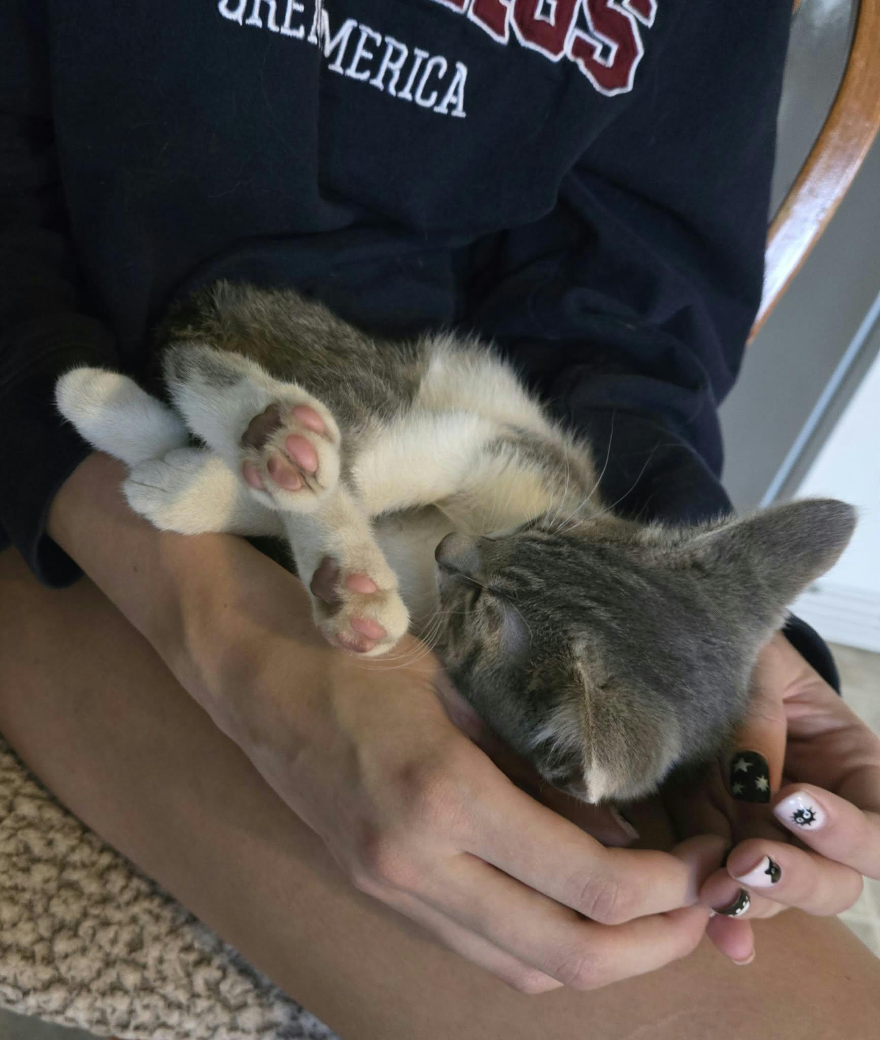 Enlarge Hot Friday or Julian, a Adoptable Domestic Short Hair in Merrillville, IN image 2/5