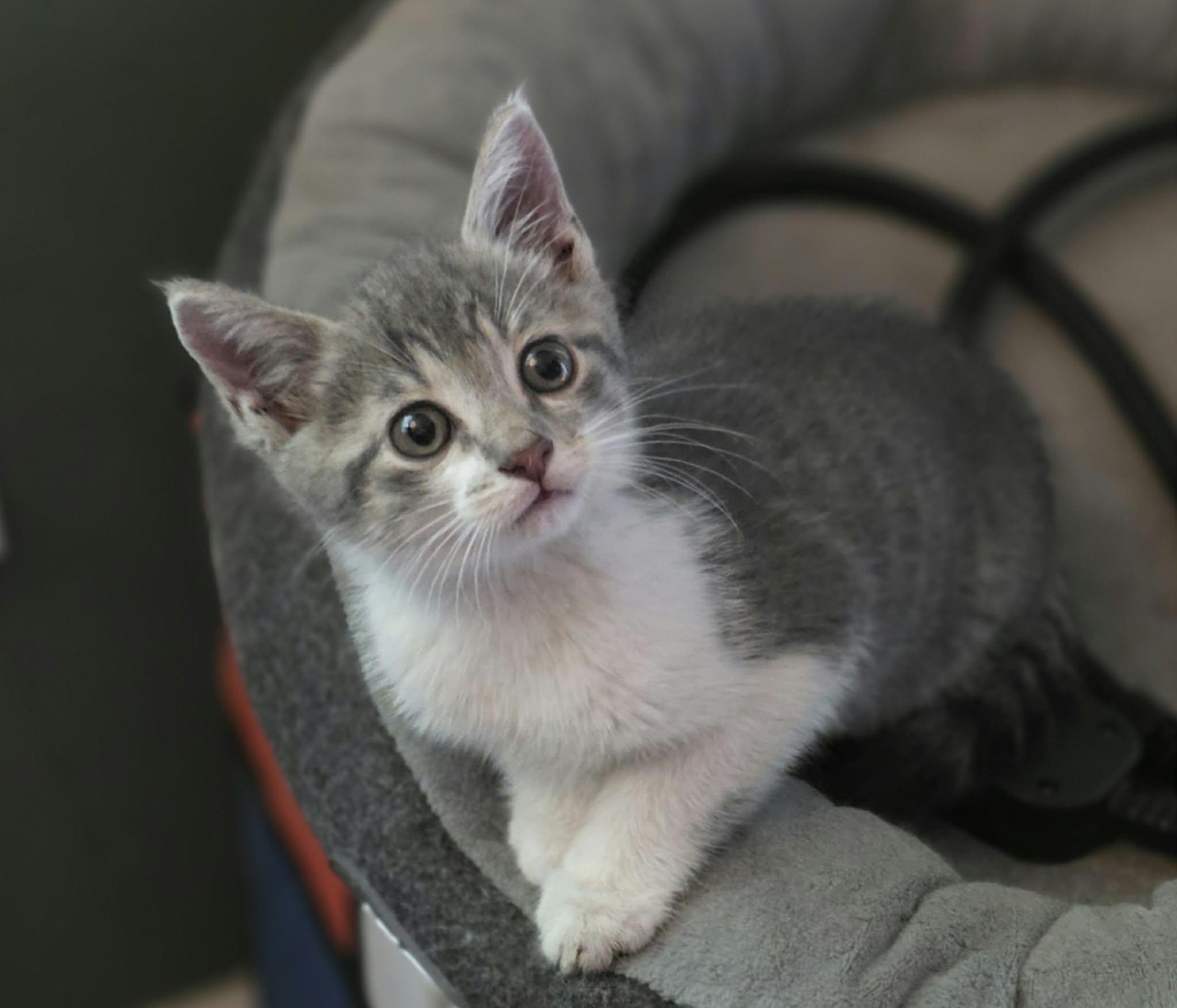 Enlarge Hot Friday or Julian, a Adoptable Domestic Short Hair in Merrillville, IN image 3/5