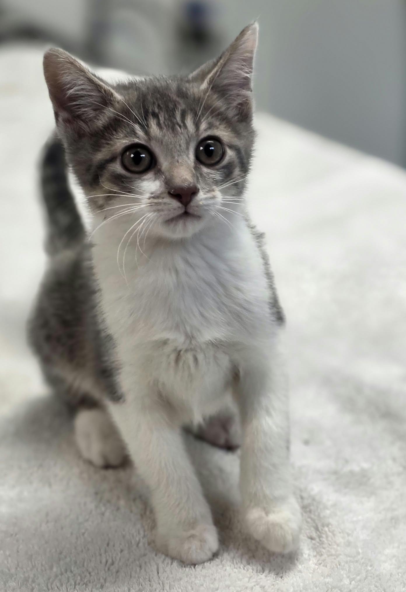 Hot Friday or Julian, Adoptable, Young Male Domestic Short Hair.