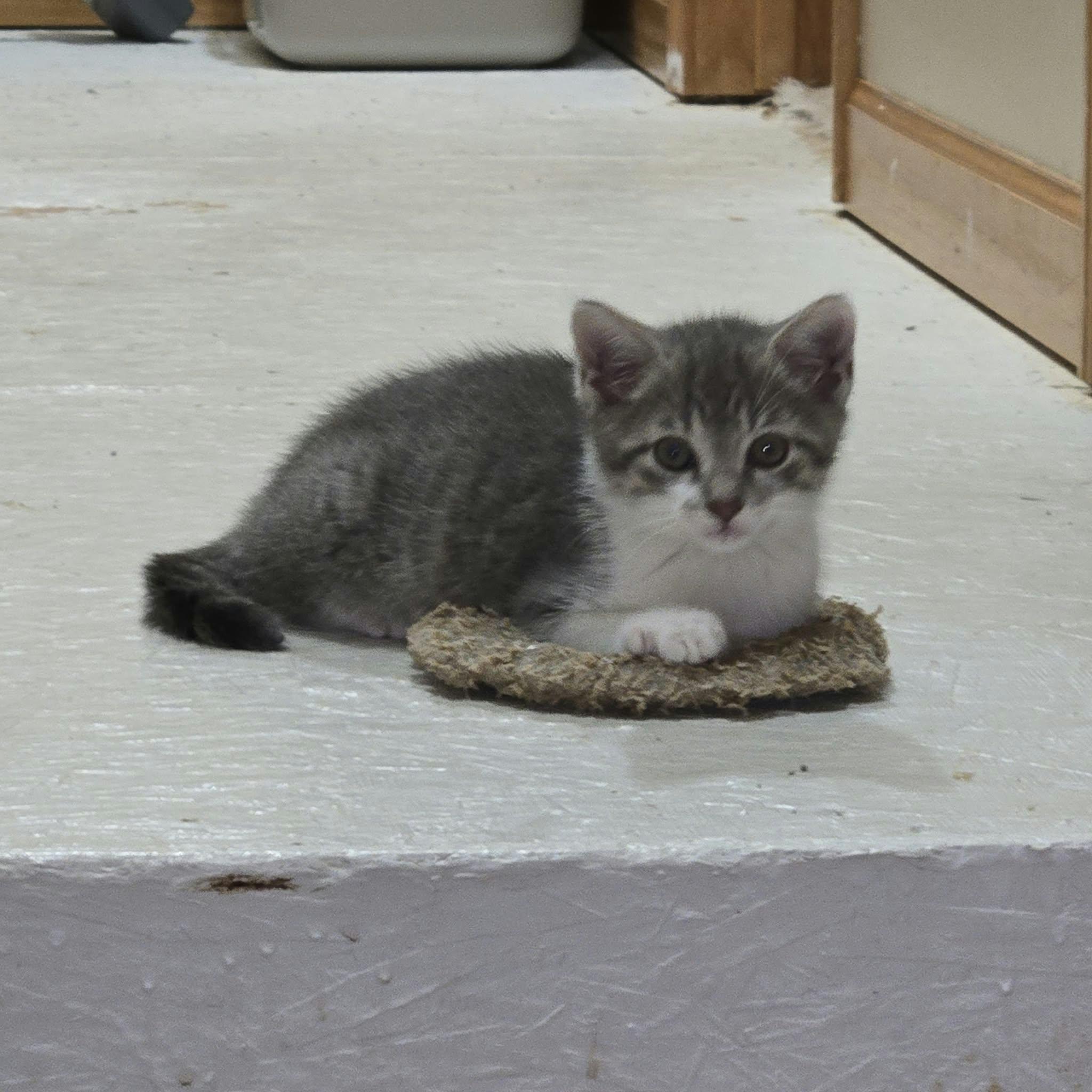 Enlarge Hot Friday or Julian, a Adoptable Domestic Short Hair in Merrillville, IN image 4/5