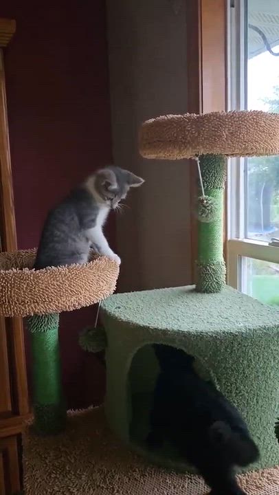 Enlarge Hot Friday or Julian, a Adoptable Domestic Short Hair in Merrillville, IN video 5/5