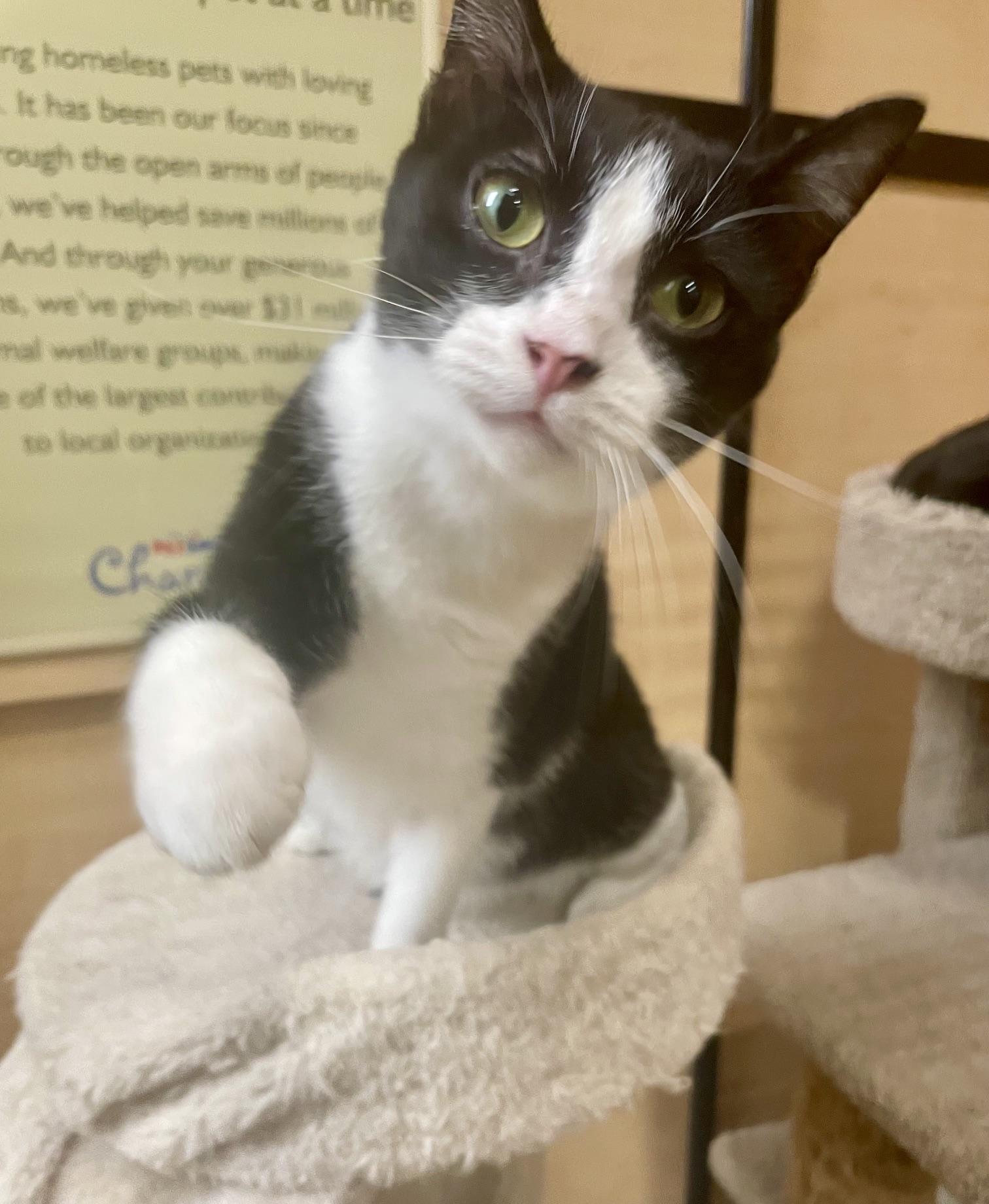 Enlarge Alexandria, an adopted Domestic Short Hair in Barrington Hills, IL image 1/4