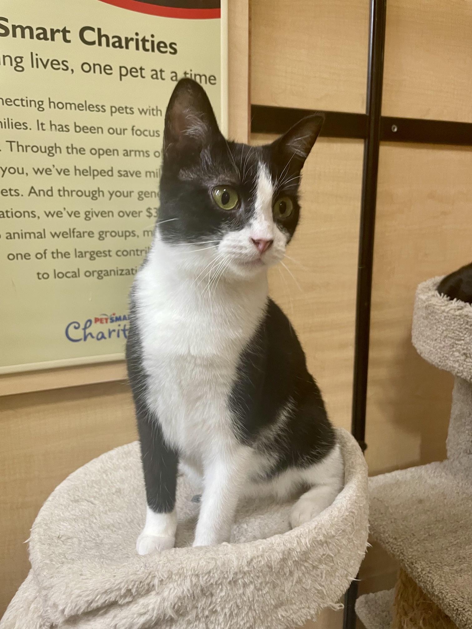 Enlarge Alexandria, an adopted Domestic Short Hair in Barrington Hills, IL image 3/4
