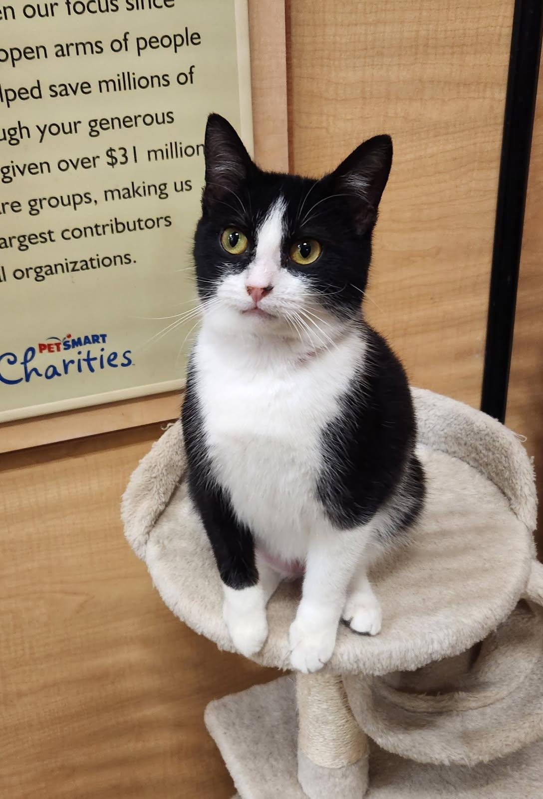 Enlarge Alexandria, an adopted Domestic Short Hair in Barrington Hills, IL image 2/4