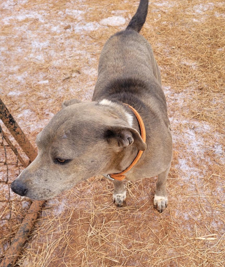 Ona, Adoptable, Adult Female Mixed Breed.