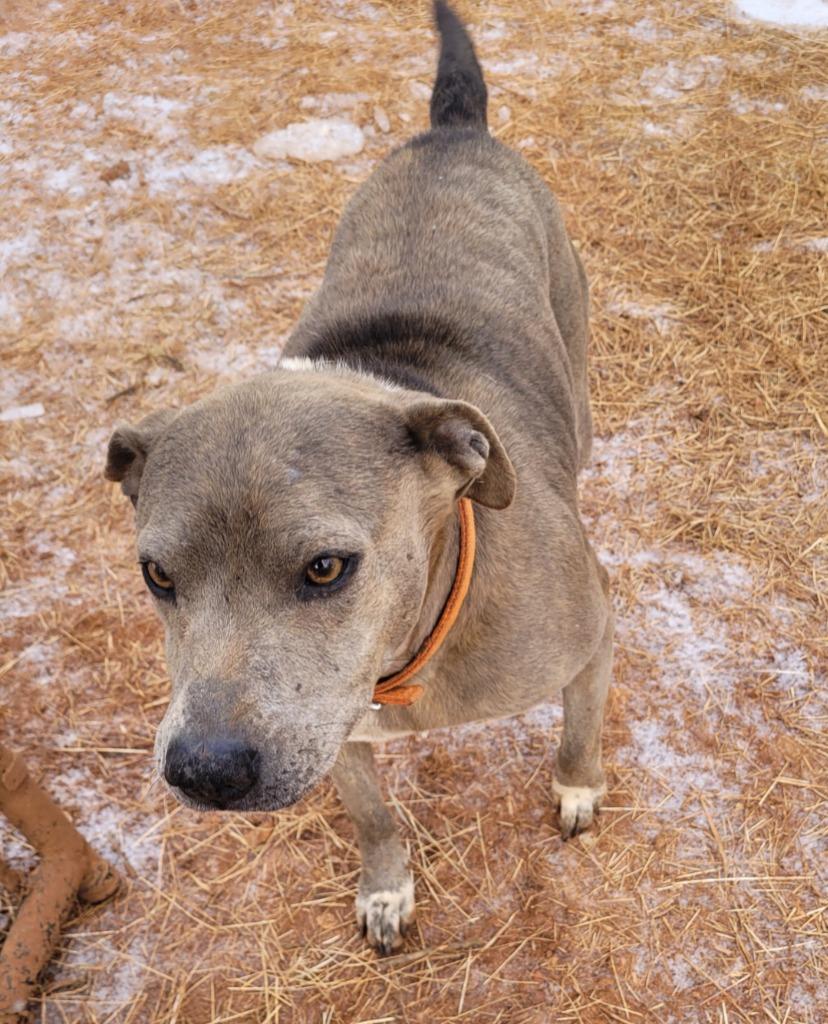 Enlarge Ona, a Adoptable mixed breed in Lawrenceburg, TN image 2/4