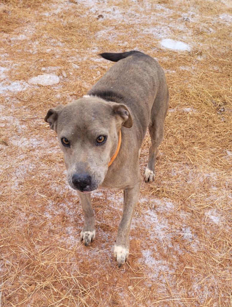Enlarge Ona, a Adoptable mixed breed in Lawrenceburg, TN image 3/4