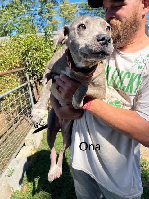 Enlarge Ona, a Adoptable mixed breed in Lawrenceburg, TN image 4/4