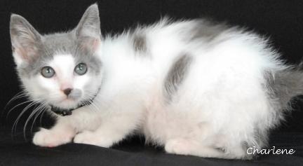 Mighty Maximus, Baby Male unknown