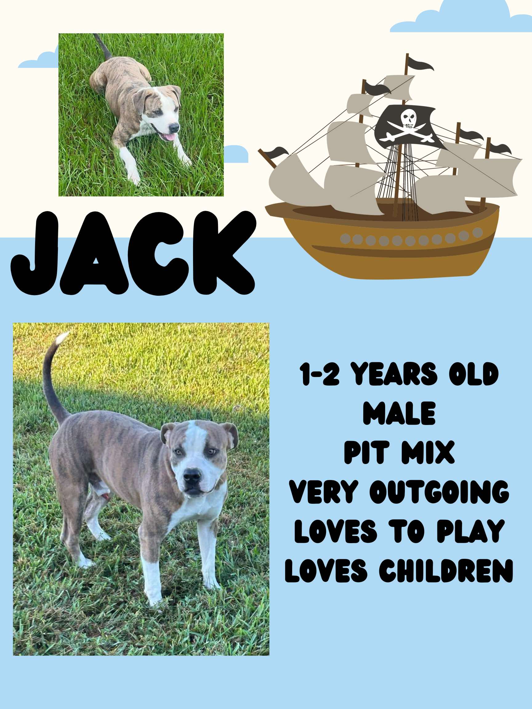 Jack, Adoptable, Young Male Pit Bull Terrier.
