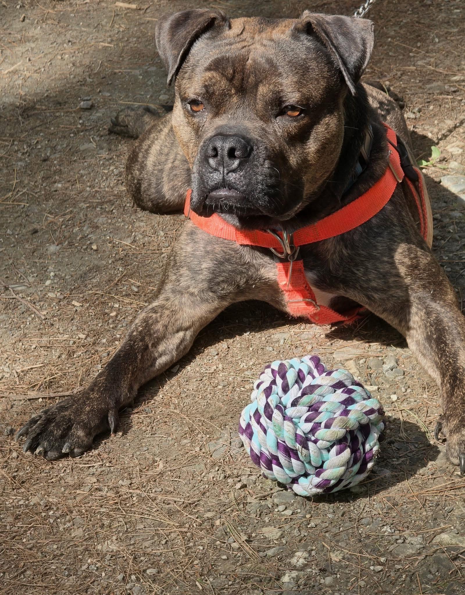 Rusell, Adoptable, Adult Male Bulldog.