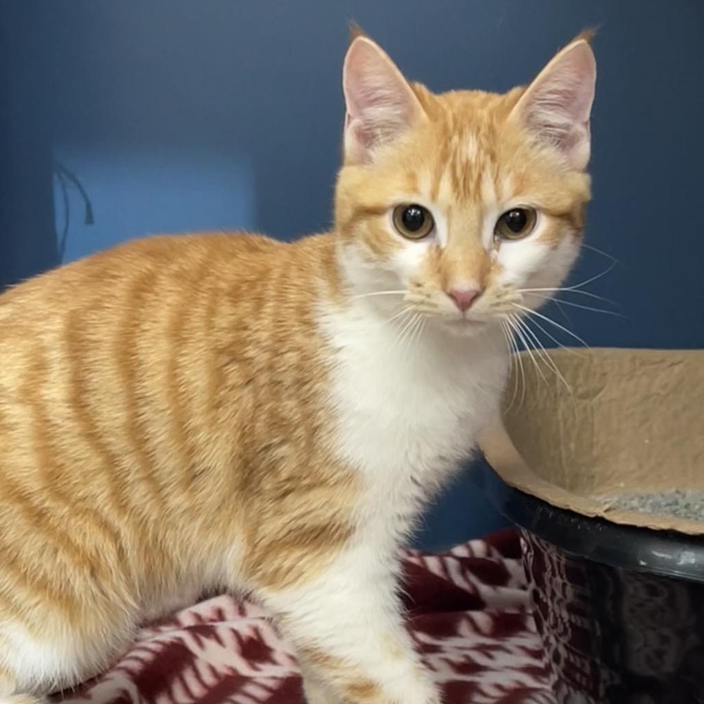 Treat, Adoptable, Kitten Male Domestic Short Hair.