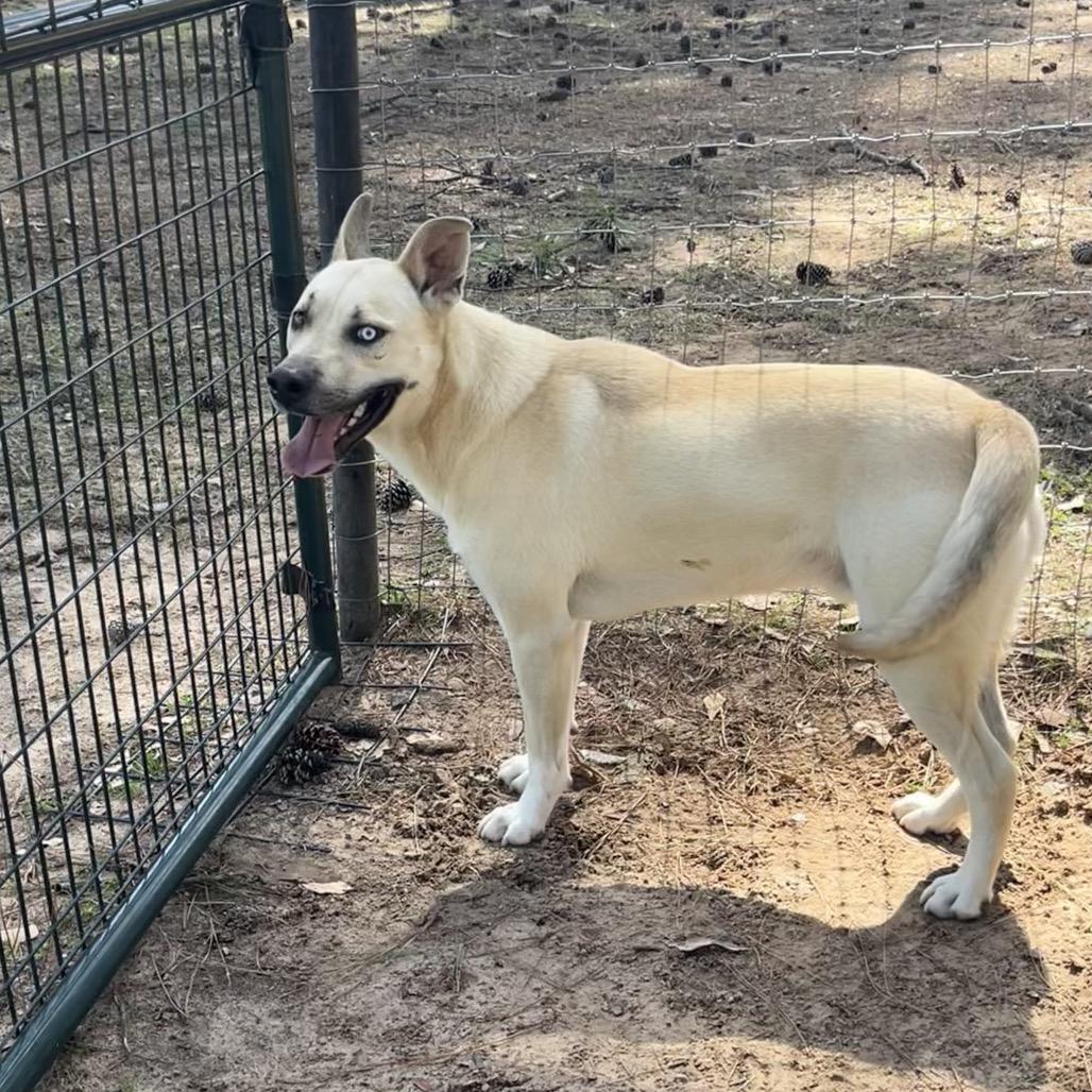 Enlarge Loki aka Scott, a Adoptable German Shepherd Dog in Palestine, TX image 2/5