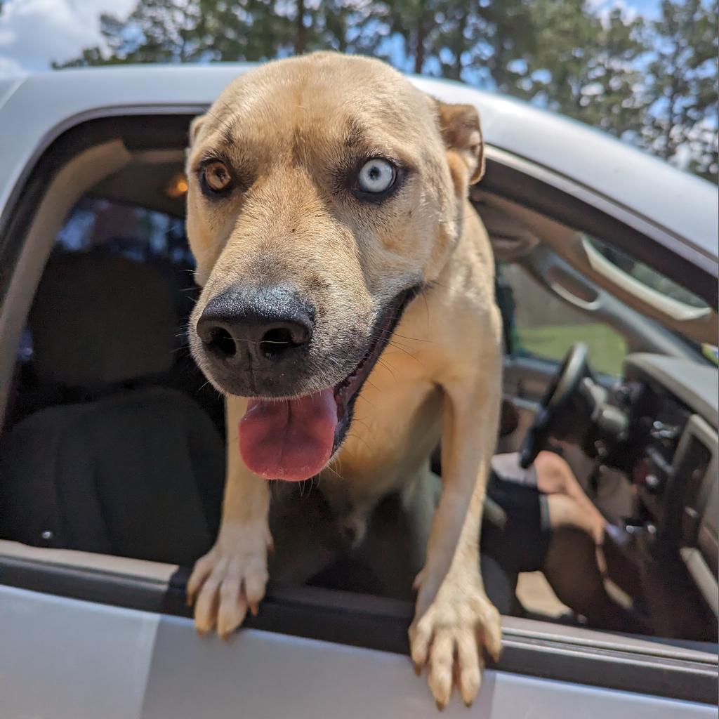 Enlarge Loki aka Scott, a Adoptable German Shepherd Dog in Palestine, TX image 3/5