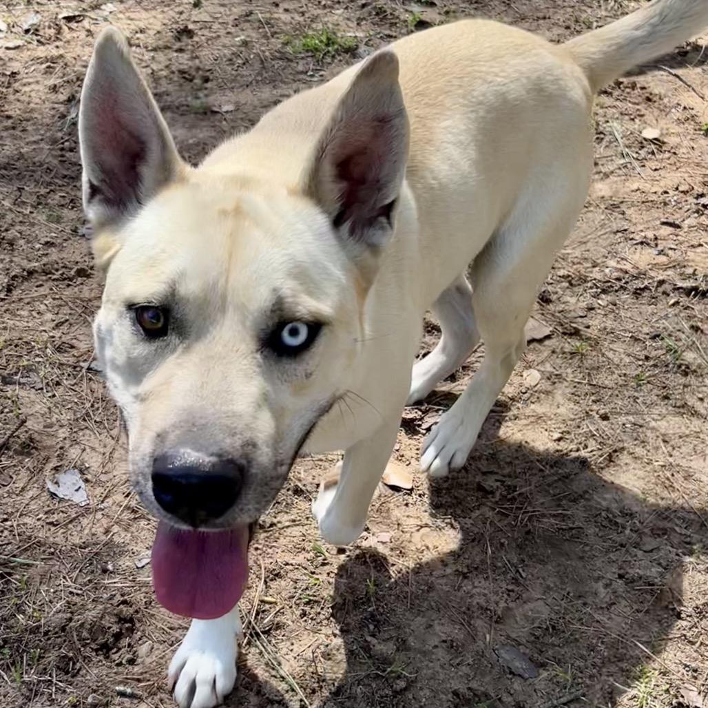 Enlarge Loki aka Scott, a Adoptable German Shepherd Dog in Palestine, TX image 4/5