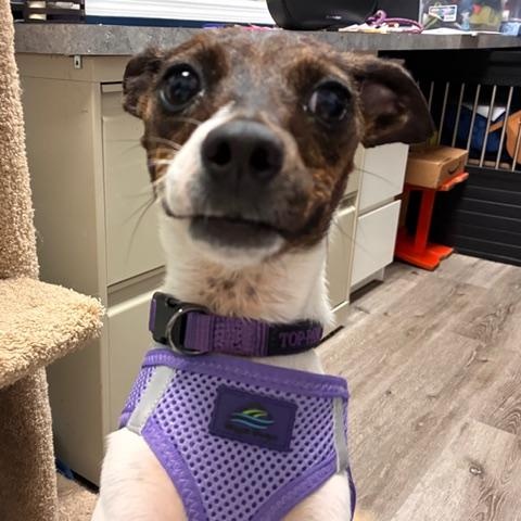 Enlarge Reba, a Adoptable mixed breed in Stanhope, NJ image 2/6