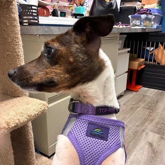 Enlarge Reba, a Adoptable mixed breed in Stanhope, NJ image 3/6