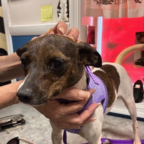 Reba, Adoptable, Adult Female Chihuahua.