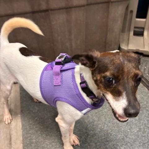 Enlarge Reba, a Adoptable mixed breed in Stanhope, NJ image 5/6