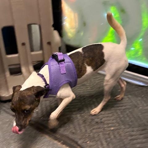 Enlarge Reba, a Adoptable mixed breed in Stanhope, NJ image 6/6
