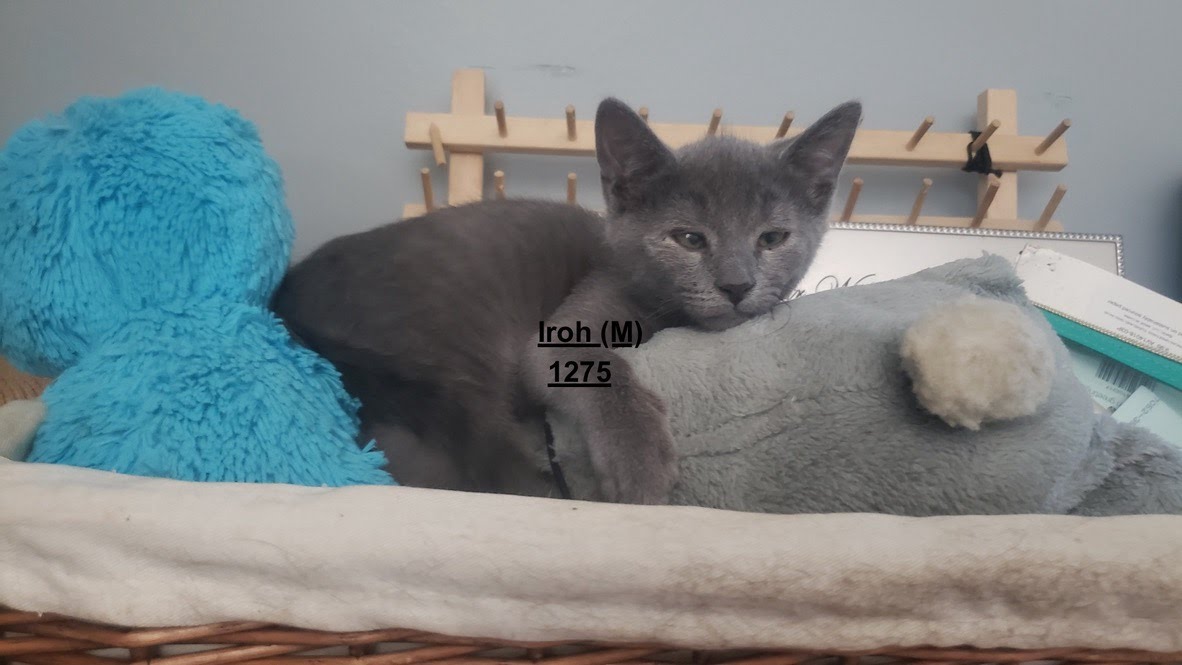 Iroh, an adopted Domestic Short Hair in West Orange, NJ_image-1