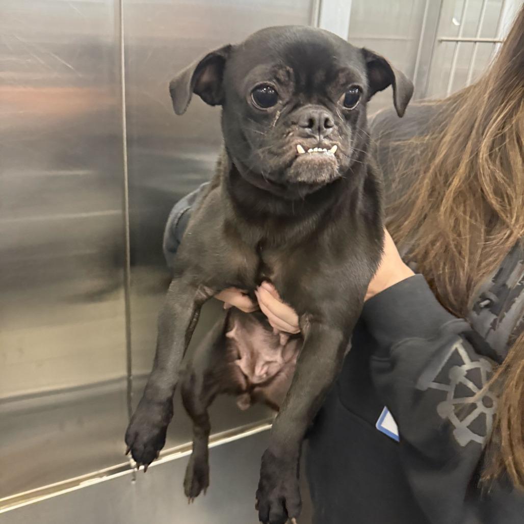 Enlarge Dolly Polly, a Adoptable mixed breed in Brooklyn, NY image 2/6
