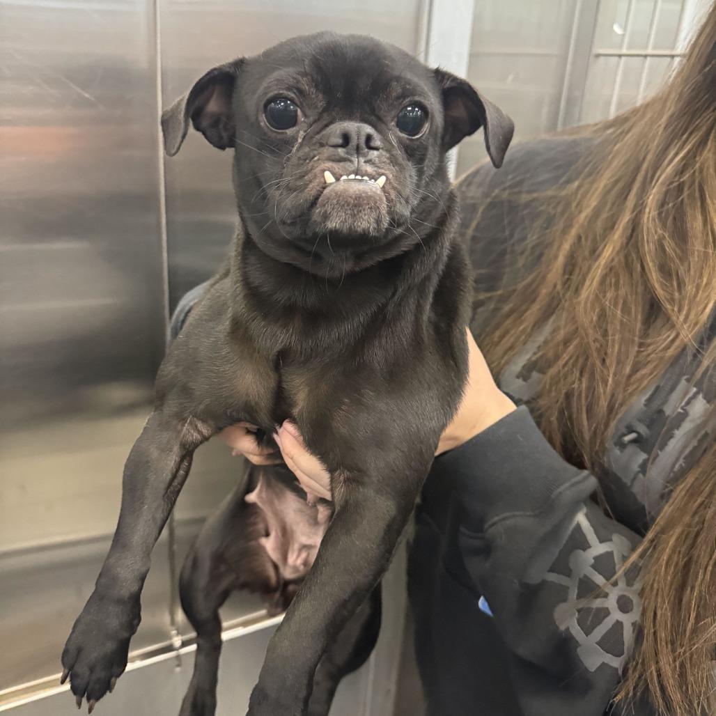 Enlarge Dolly Polly, a Adoptable mixed breed in Brooklyn, NY image 3/6