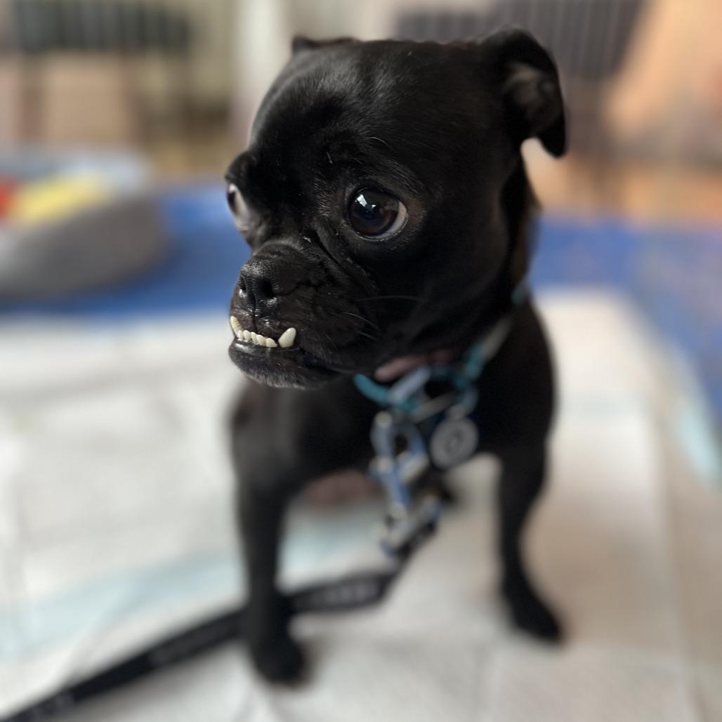 Enlarge Dolly Polly, a Adoptable mixed breed in Brooklyn, NY image 4/6
