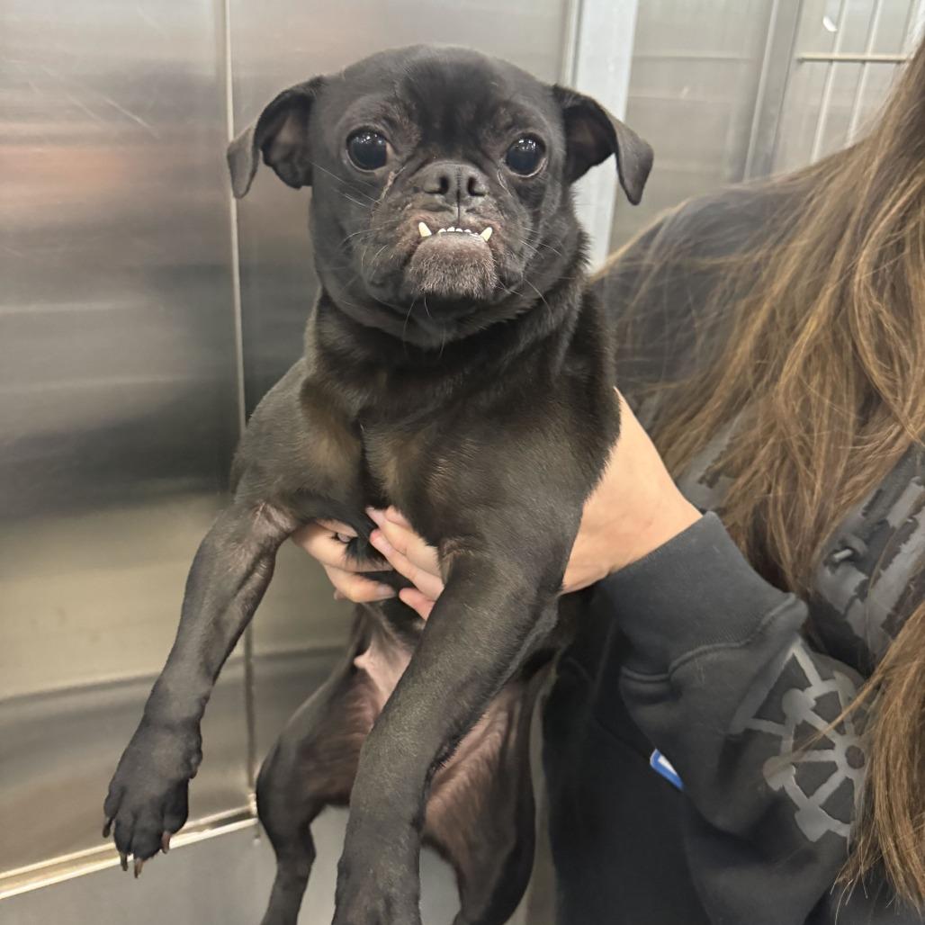 Enlarge Dolly Polly, a Adoptable mixed breed in Brooklyn, NY image 5/6