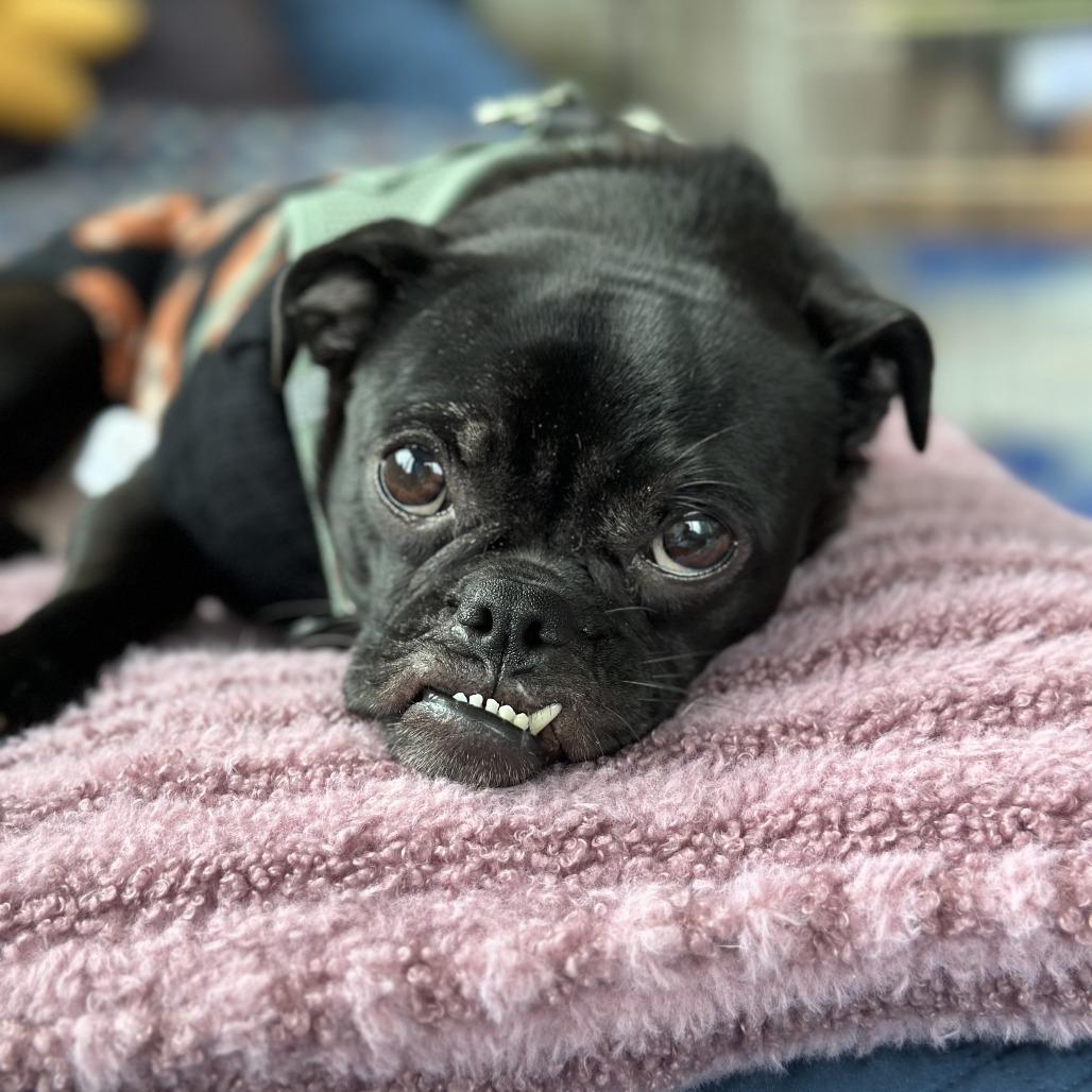 Enlarge Dolly Polly, a Adoptable mixed breed in Brooklyn, NY image 6/6