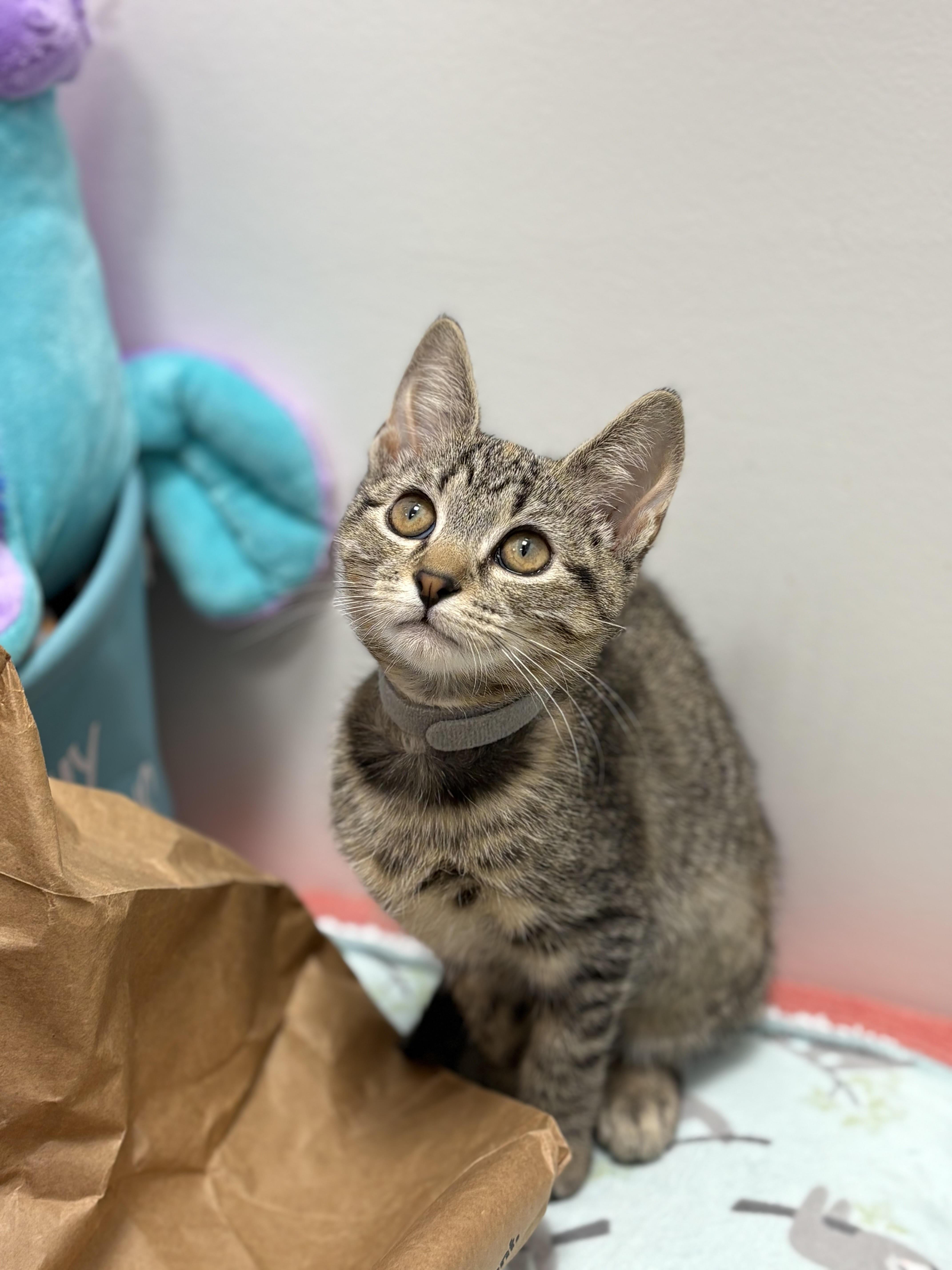 Happy (f) (FCID# 10/09/2025 - 1 Middletown PS)