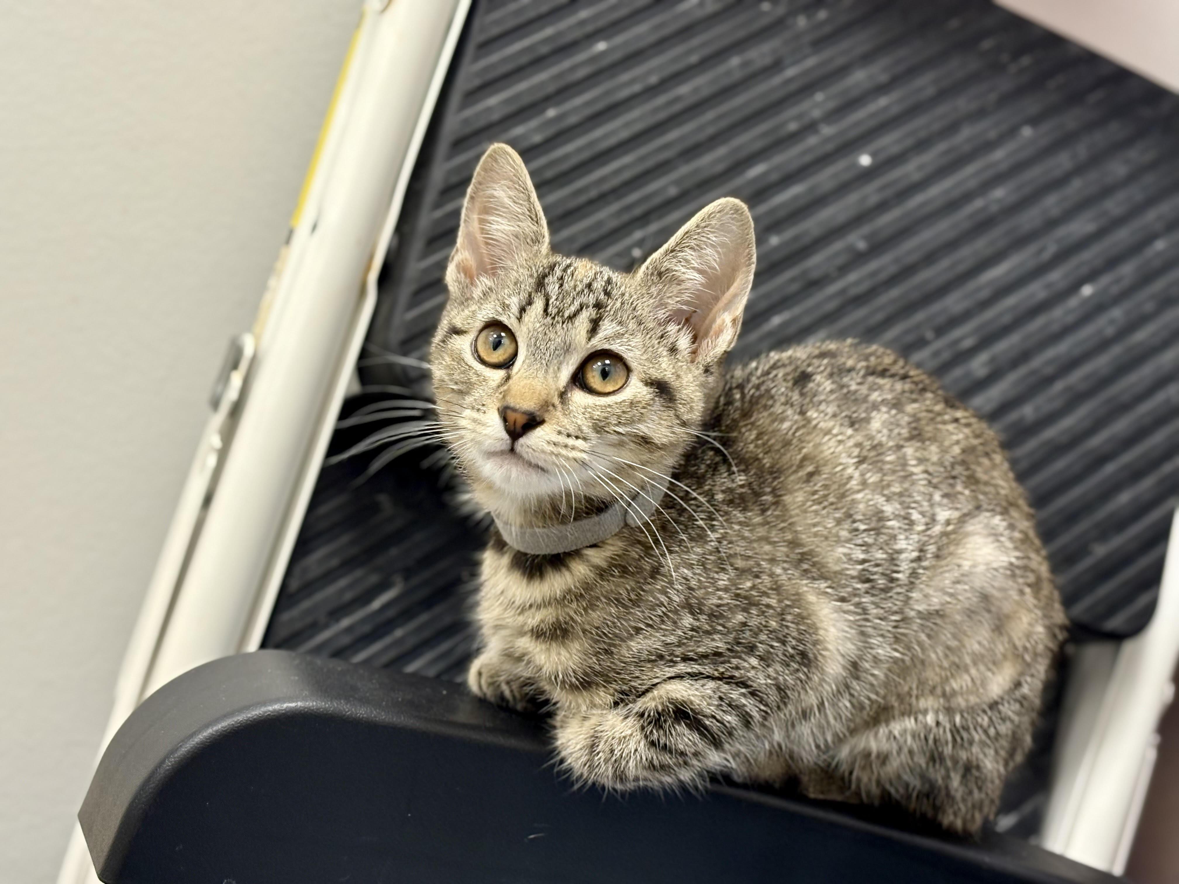 Happy (f) (FCID# 10/09/2025 - 1 Middletown PS)