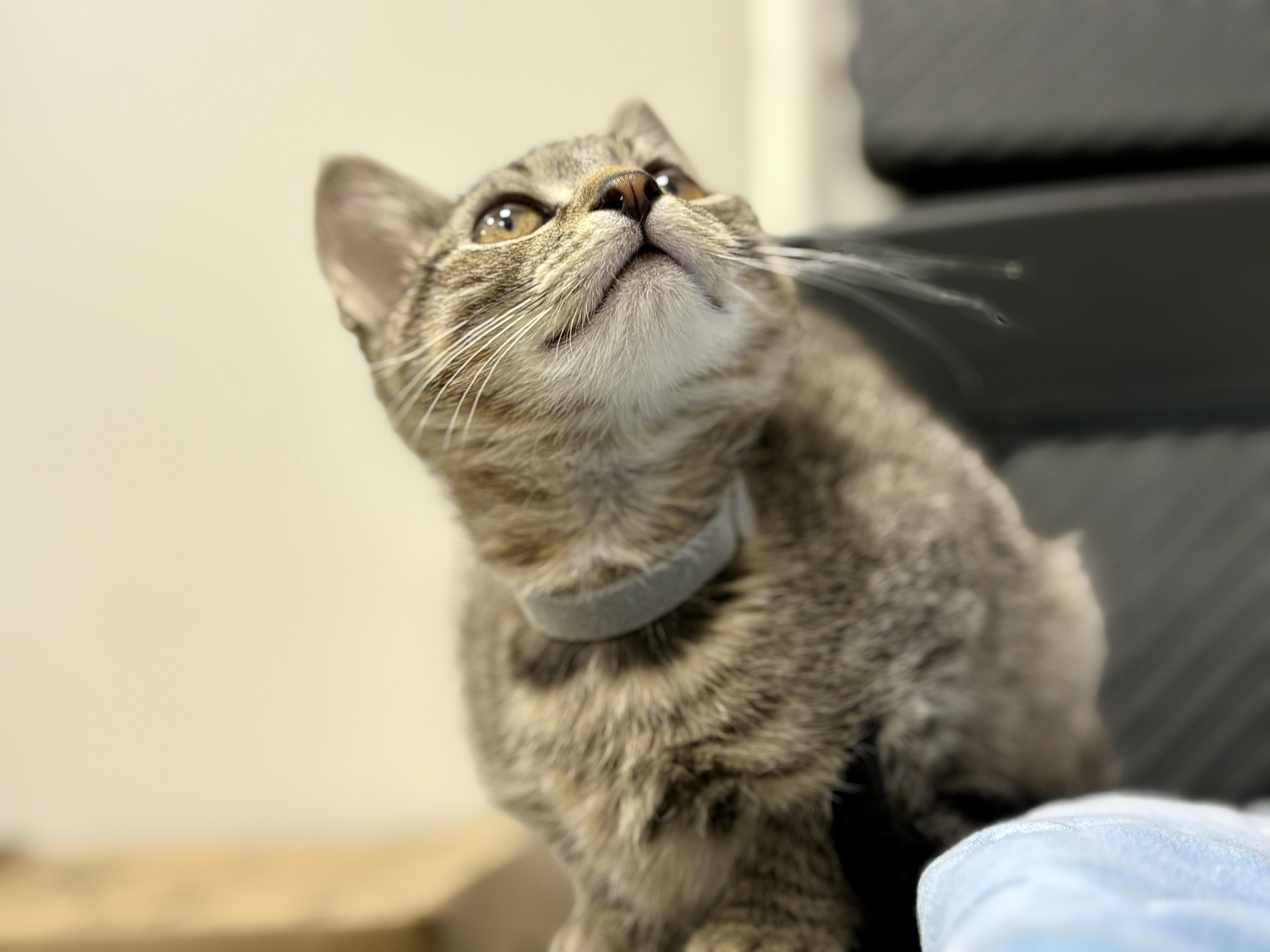 Happy (f) (FCID# 10/09/2025 - 1 Middletown PS)