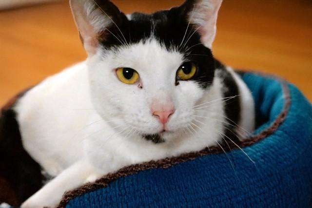 LEO, Adoptable, Adult Male Domestic Short Hair.