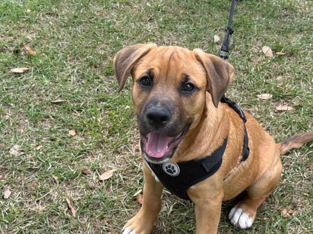 Enlarge Lucky, a Adopted mixed breed in Raleigh, NC image 1/6