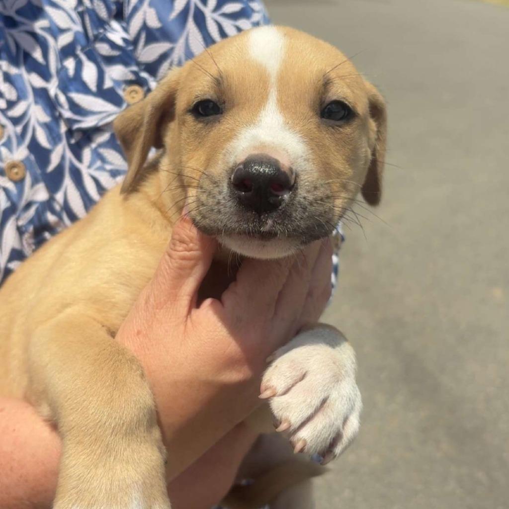 Ralph, Adoptable, Young Male Terrier & Mixed Breed.