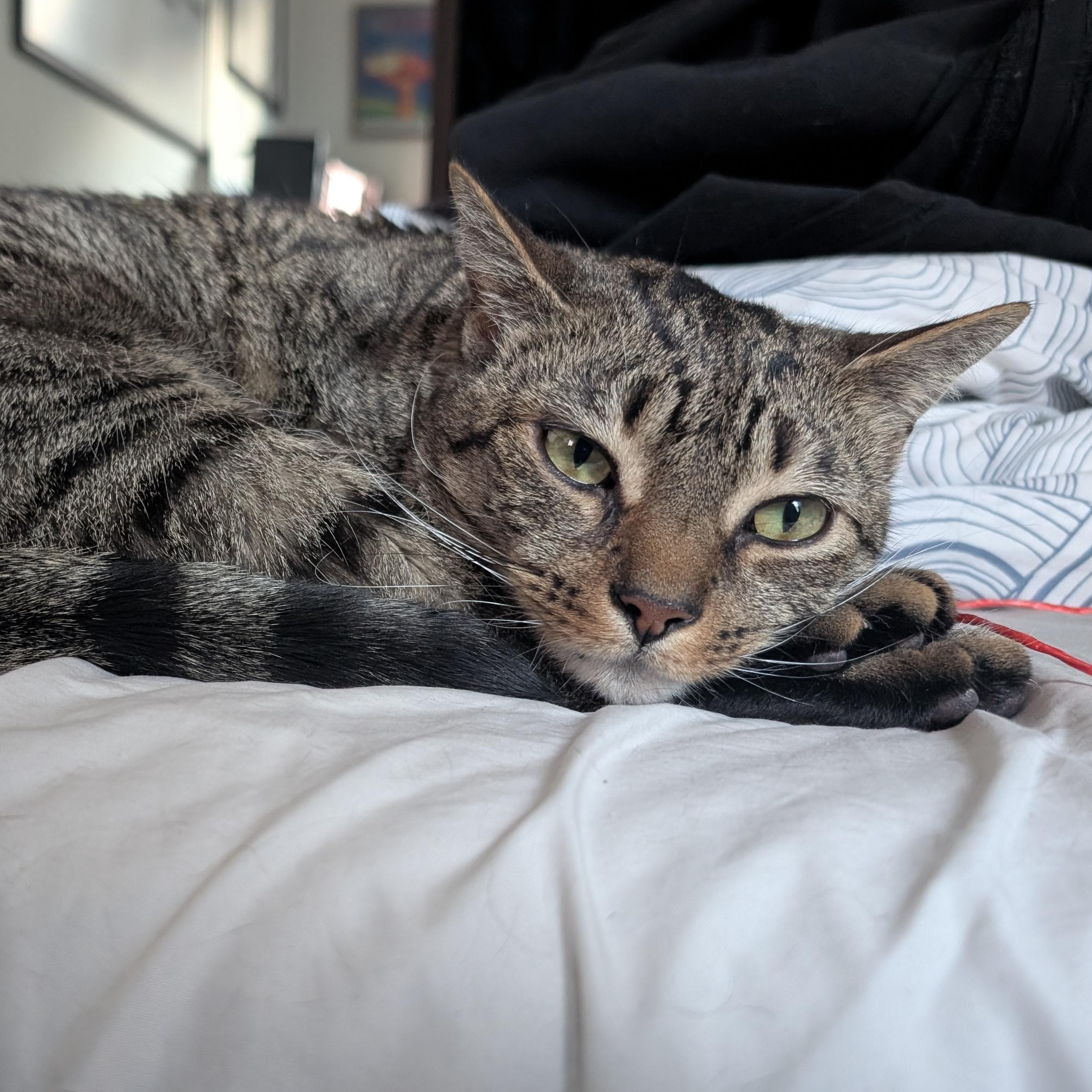 Enlarge Minou - lap cat!, an adopted Domestic Short Hair in Forest Hills, NY image 6/6