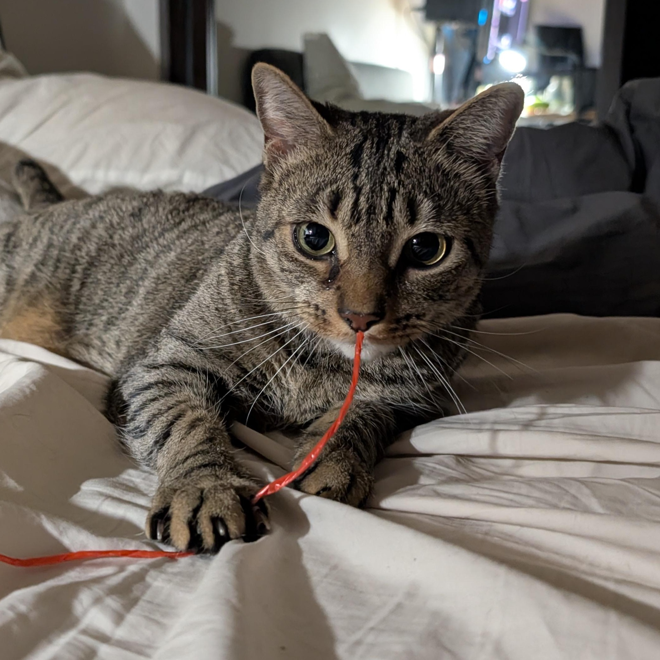 Enlarge Minou - lap cat!, an adopted Domestic Short Hair in Forest Hills, NY image 1/6