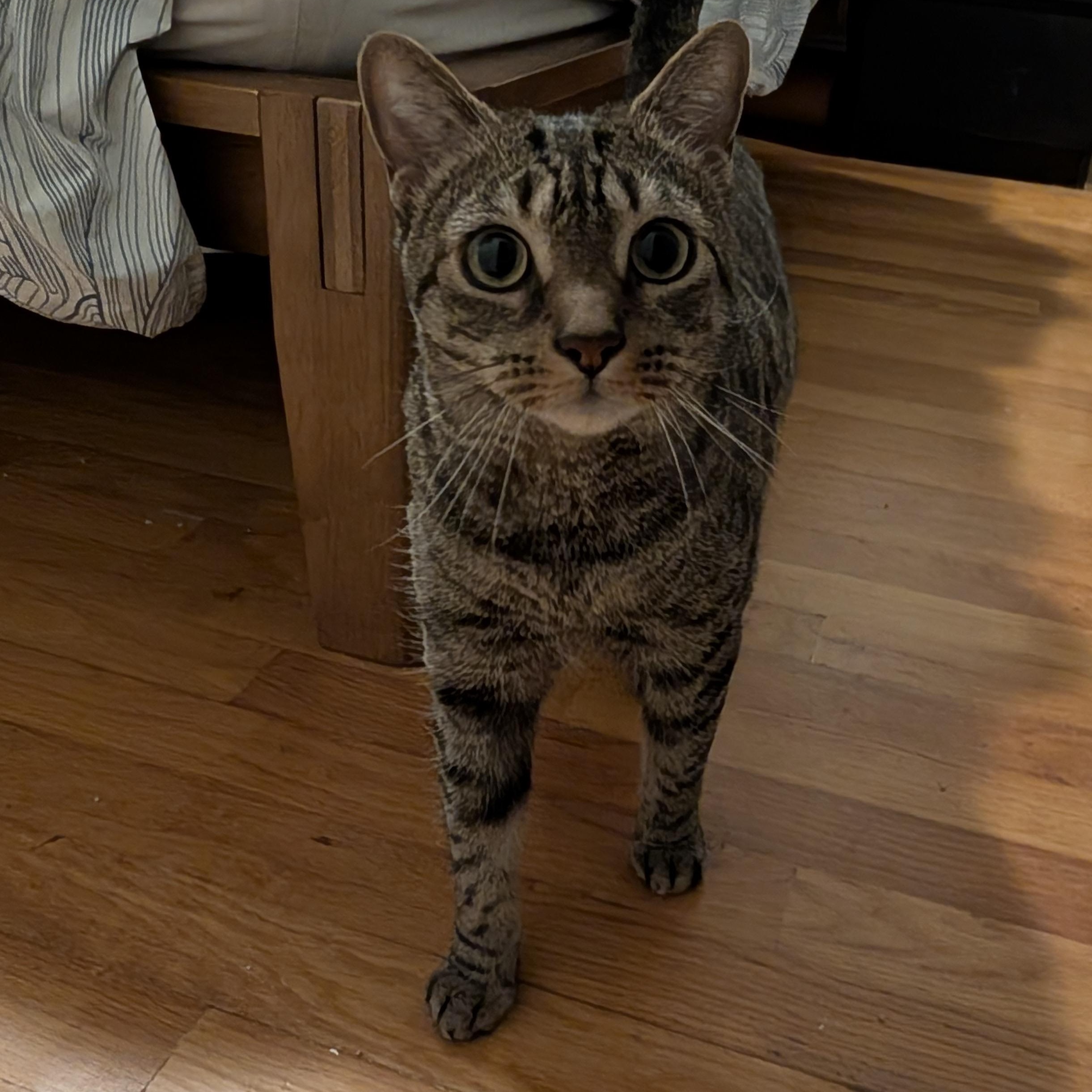 Enlarge Minou - lap cat!, an adopted Domestic Short Hair in Forest Hills, NY image 5/6